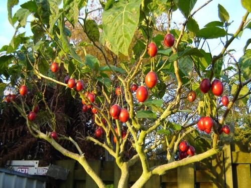 arbusto de tamarillo