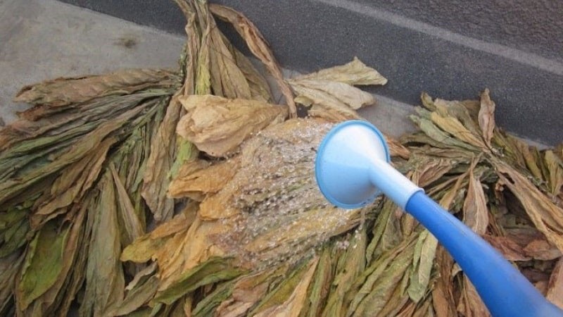 preparar tabaco para la fermentación