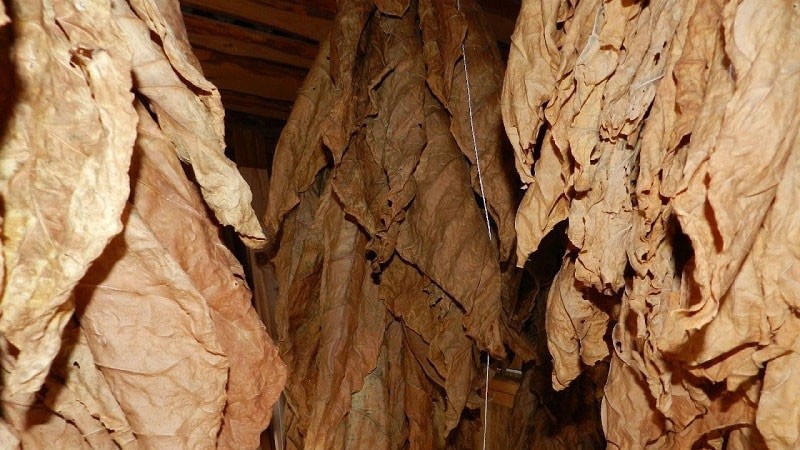 cómo fermentar tabaco en casa