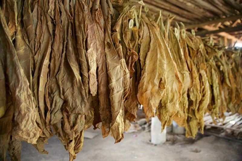 fermentation du tabac sous le soleil