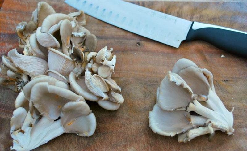 preparación de hongos ostra