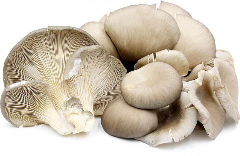 hongos enteros intactos