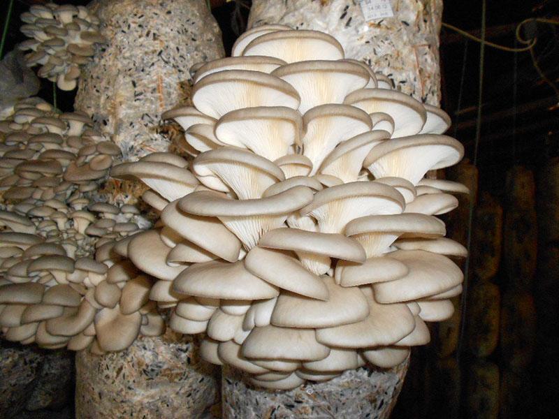 hongos ostra cultivados en casa