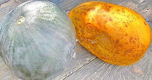 Les fruits endommagés sont mis de côté