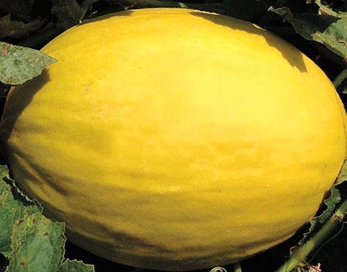 La variété Yellow Canary peut rester plus d'un mois
