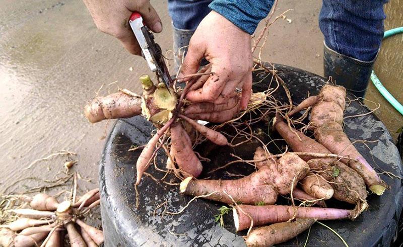 couper les tubercules