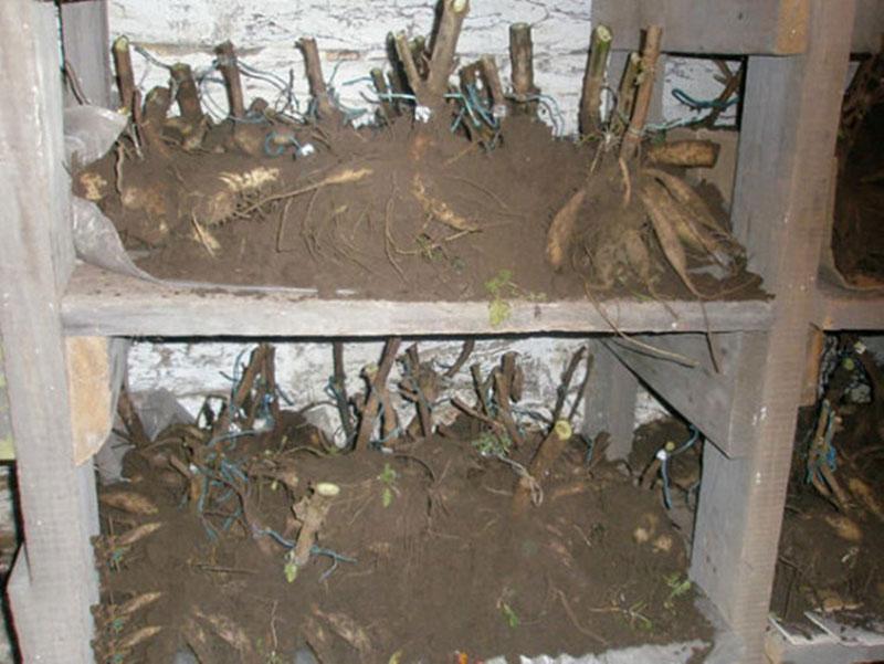 comment conserver les dahlias au sous-sol en hiver