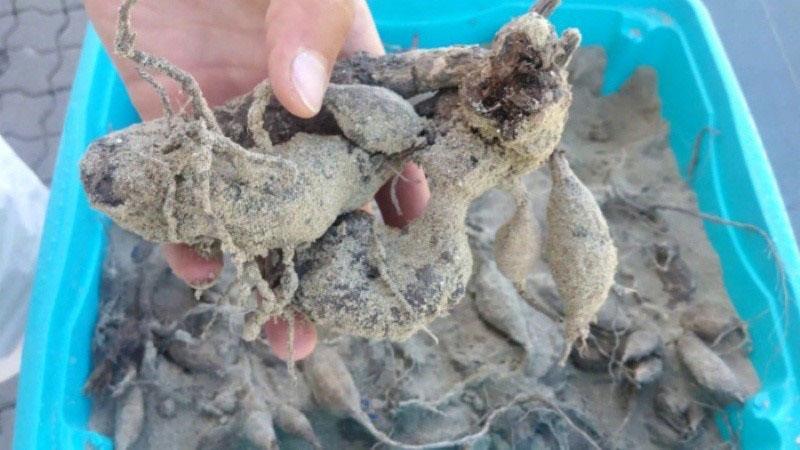 Comment conserver les dahlias dans des bacs à sable en hiver