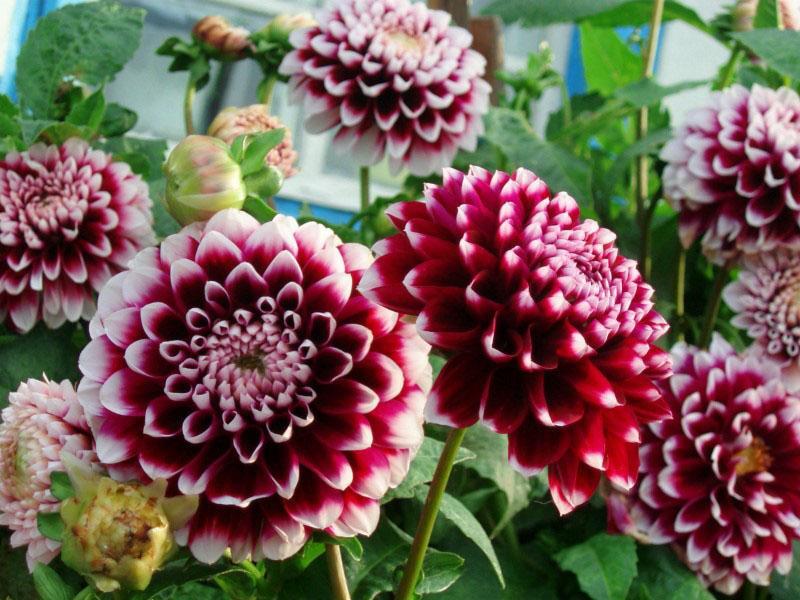 les dahlias fleurissent dans le jardin