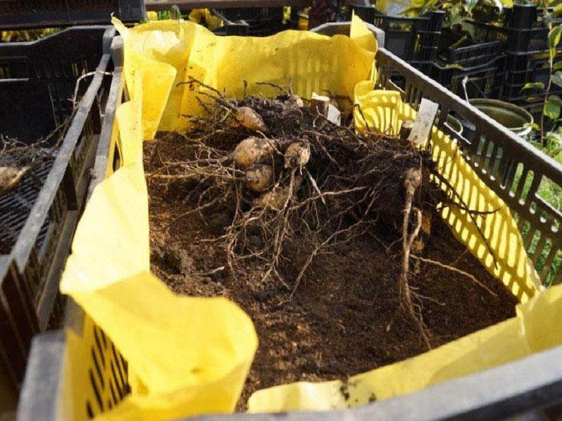 conserver les dahlias dans la tourbe