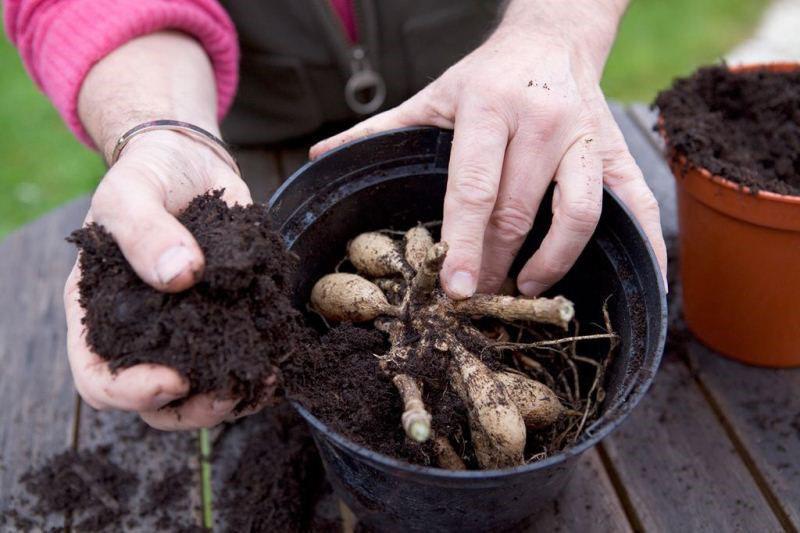 comment conserver les dahlias en pot en hiver