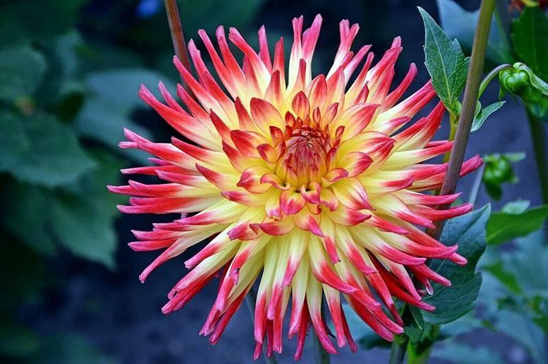 dahlias vivaces