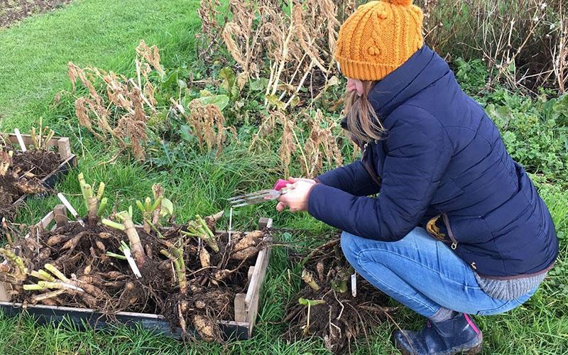 quand creuser et comment conserver les dahlias en hiver