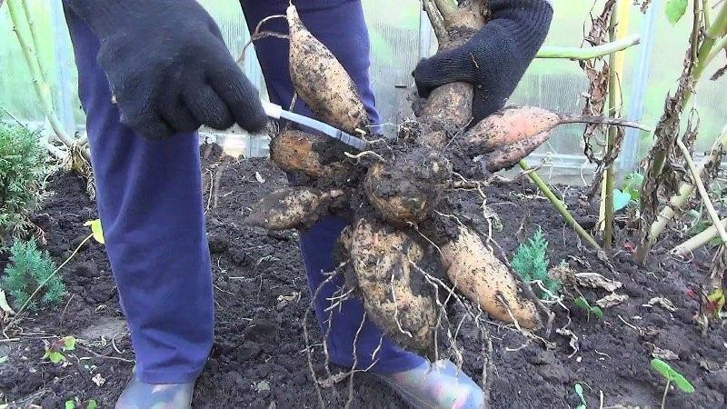 enlever les tubercules du sol