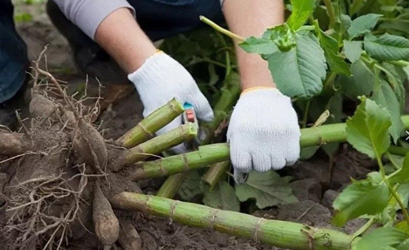 comment bien creuser les dahlias