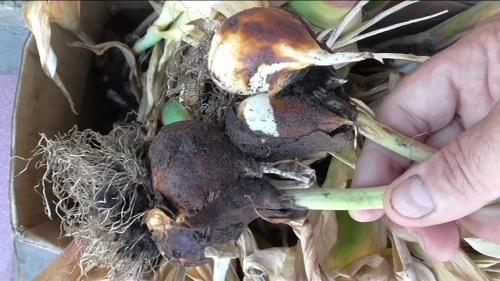 comment conserver les bulbes de tulipes