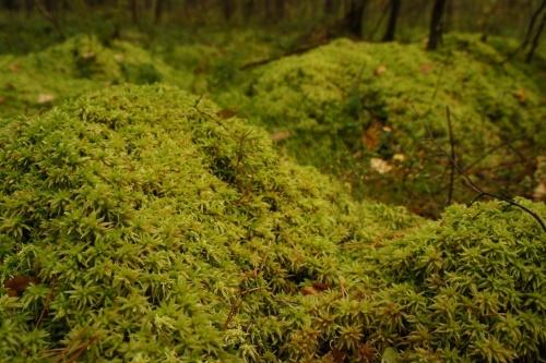 sphagnum en la naturaleza