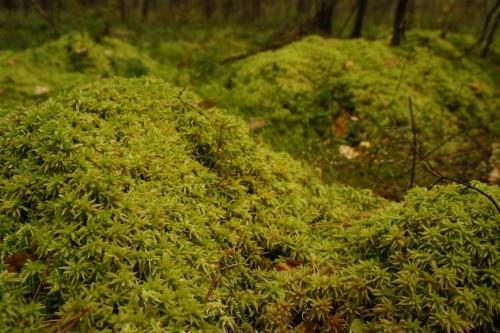 sphaigne dans la nature