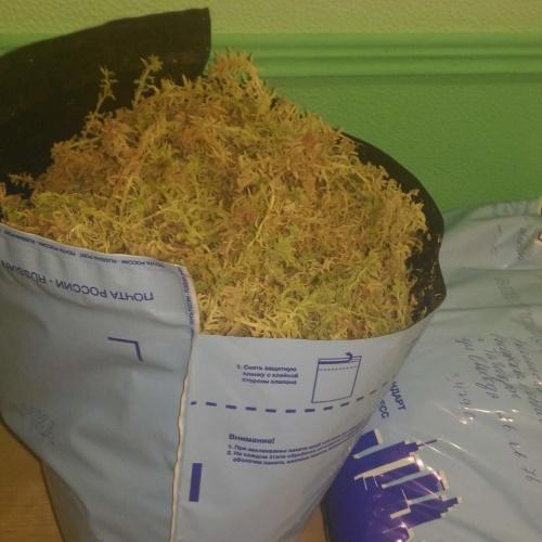 sphagnum seco