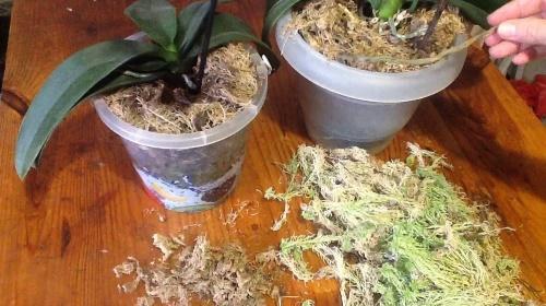 musgo para orquídeas