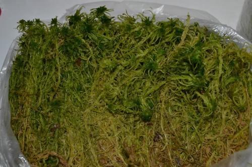 cómo almacenar musgo sphagnum