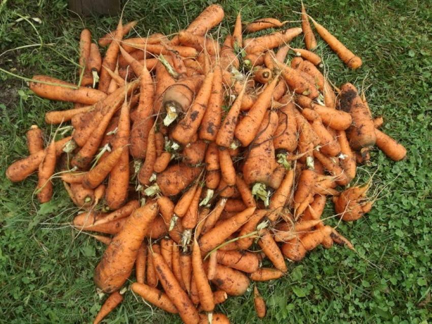 récolte de carottes