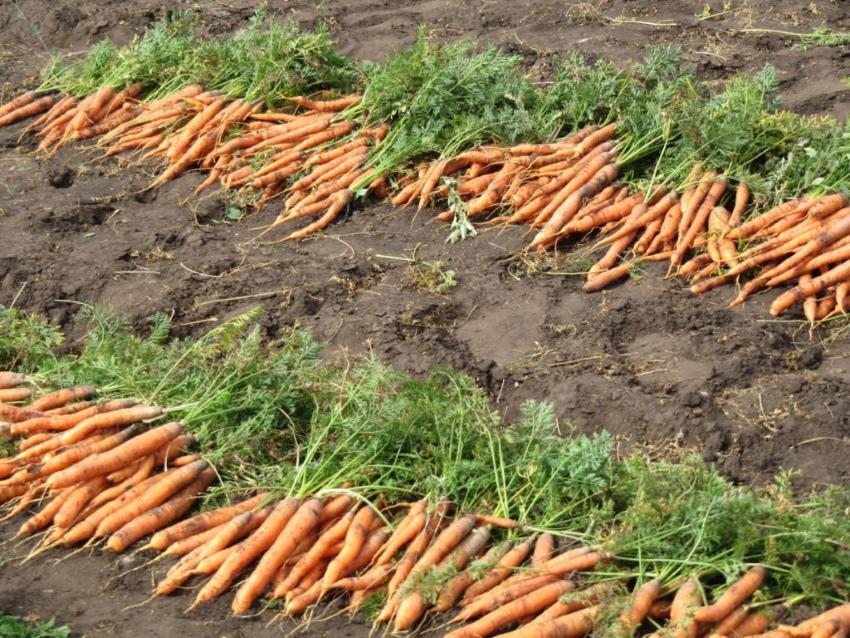 cuando cavar zanahorias
