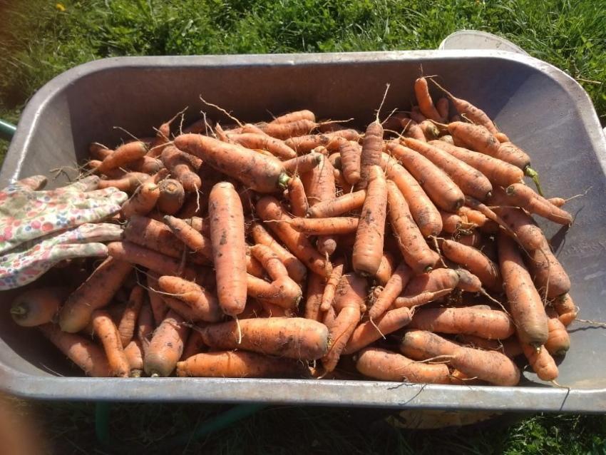 préparer les carottes pour le stockage