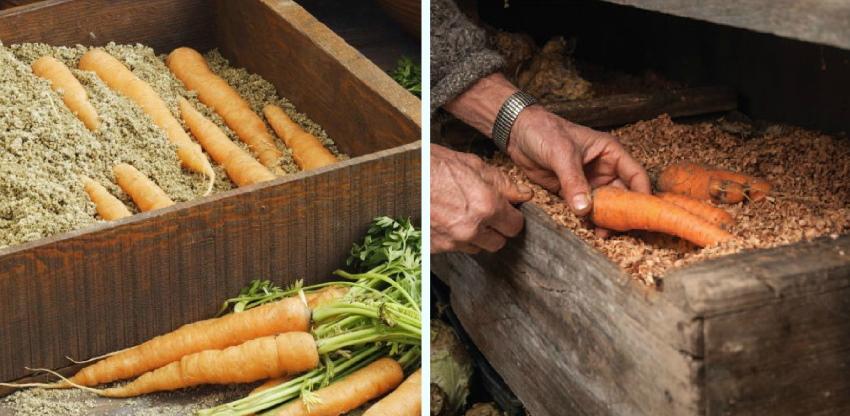 almacenar zanahorias en aserrín