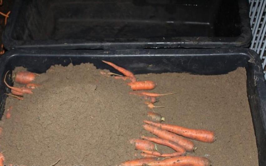 carottes dans le sable