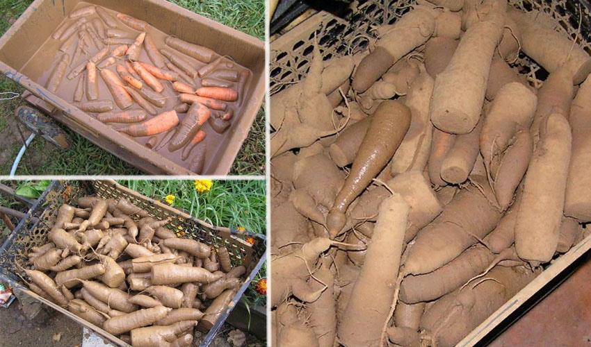 carottes en argile
