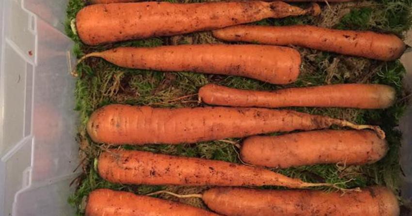 carottes en mousse