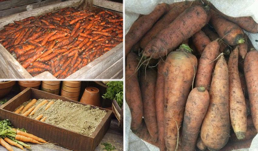 como almacenar zanahorias