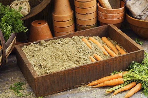 stockage de carottes