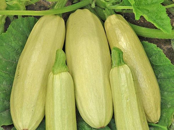 conserver les courgettes