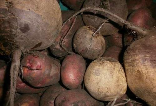 betteraves sur pommes de terre