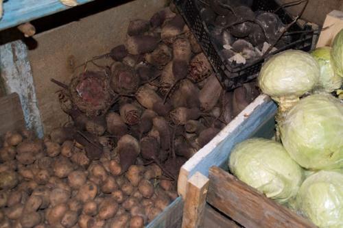 cómo almacenar remolacha en la primavera en el sótano.