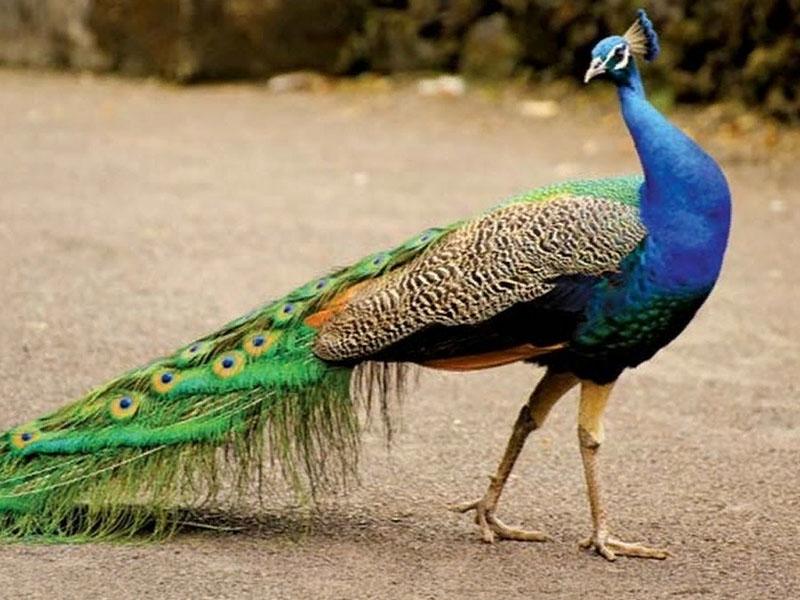 pavo real en casa