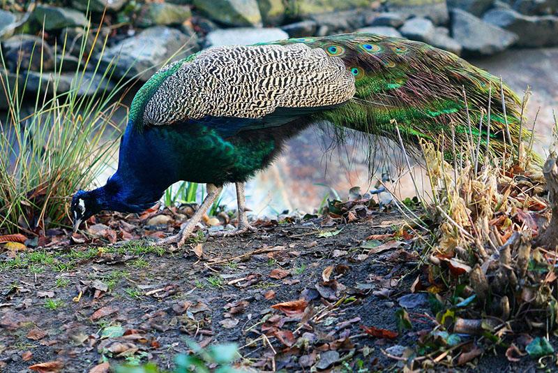 pavos reales alimentándose en la naturaleza