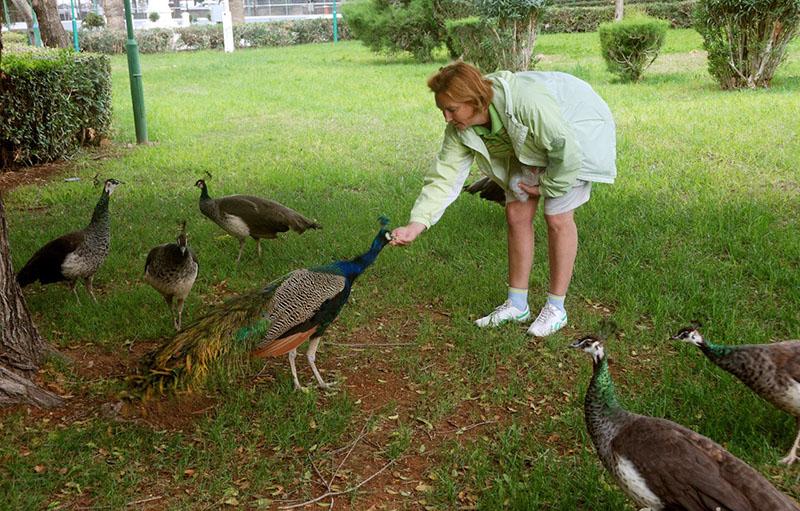 cómo alimentar pavos reales en casa