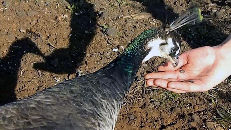 Cómo alimentar a los pavos reales en casa durante la temporada de reproducción.