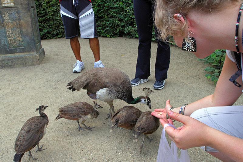 nourrir la femelle avec des poussins