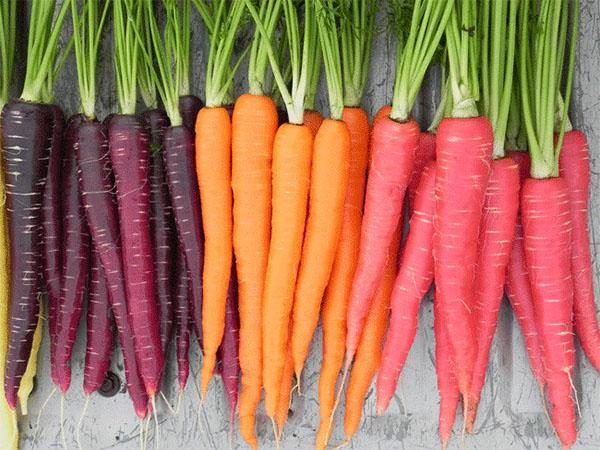 carottes de différentes variétés