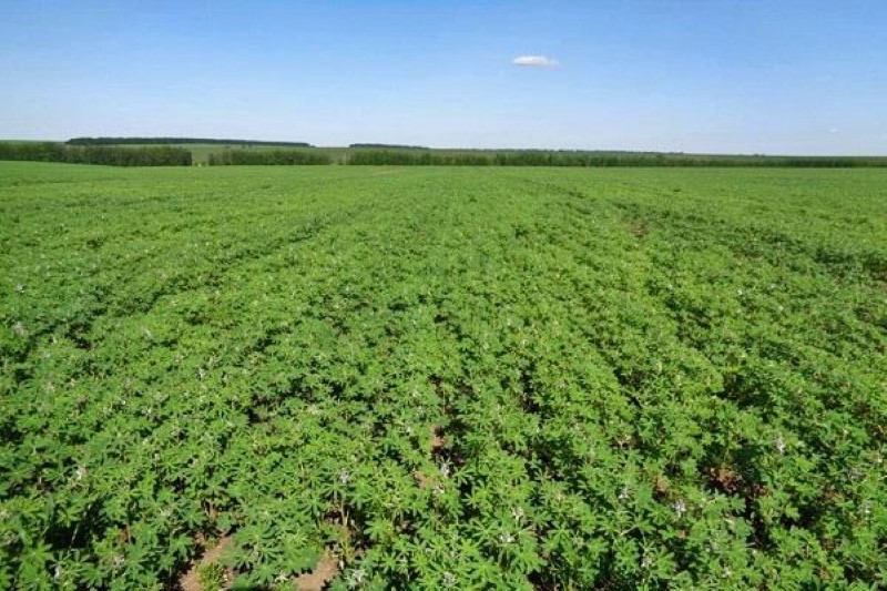 campo de aplicación de herbicida seleccionar