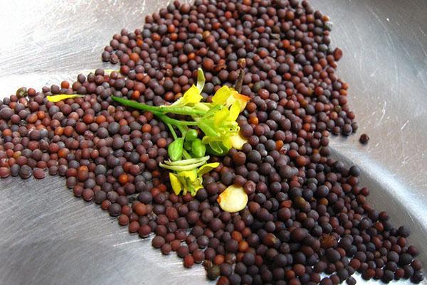 semillas para la producción de aceite y tortas