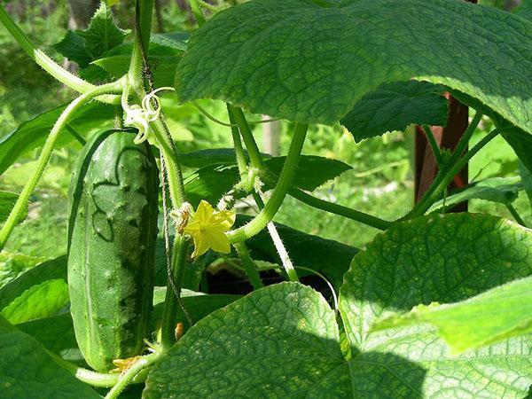 pastel de mostaza en el jardín con pepinos