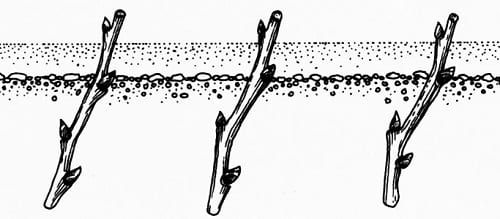 esquema de plantación para esquejes