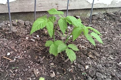 plantar moras en primavera