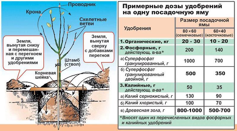 fertilizante al plantar