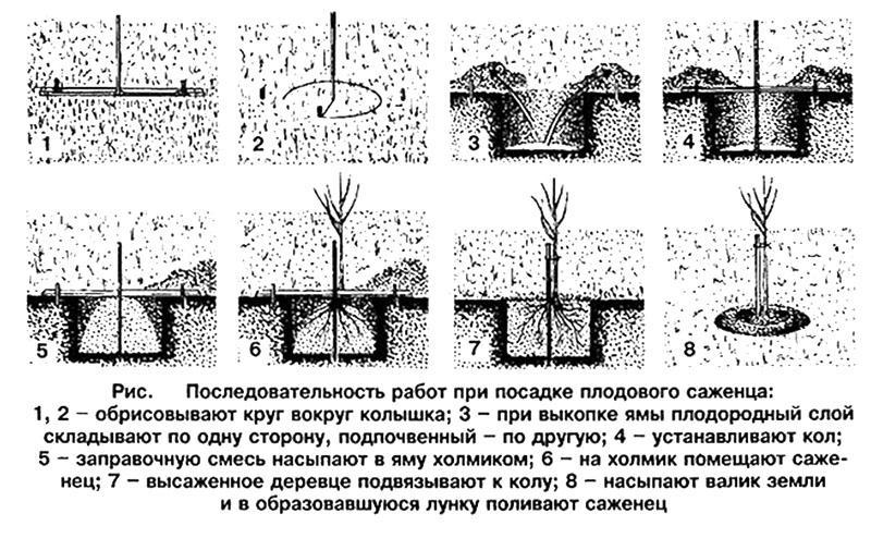 technique de plantation de cerisiers